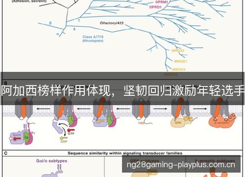 阿加西榜样作用体现,坚韧回归激励年轻选手 阿加西榜样作用体现,坚韧回归激励年轻选手